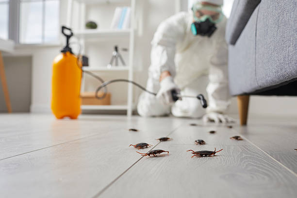 Post-Treatment Bed Bug Interceptor Monitoring in Tremonton